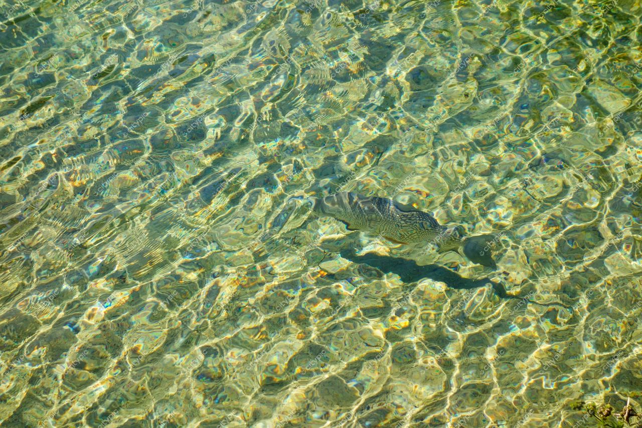 Ponta Grossa, Paraná corpo de água cristalina com reflexos solares e peixe submerso em ambiente natural tranquilo