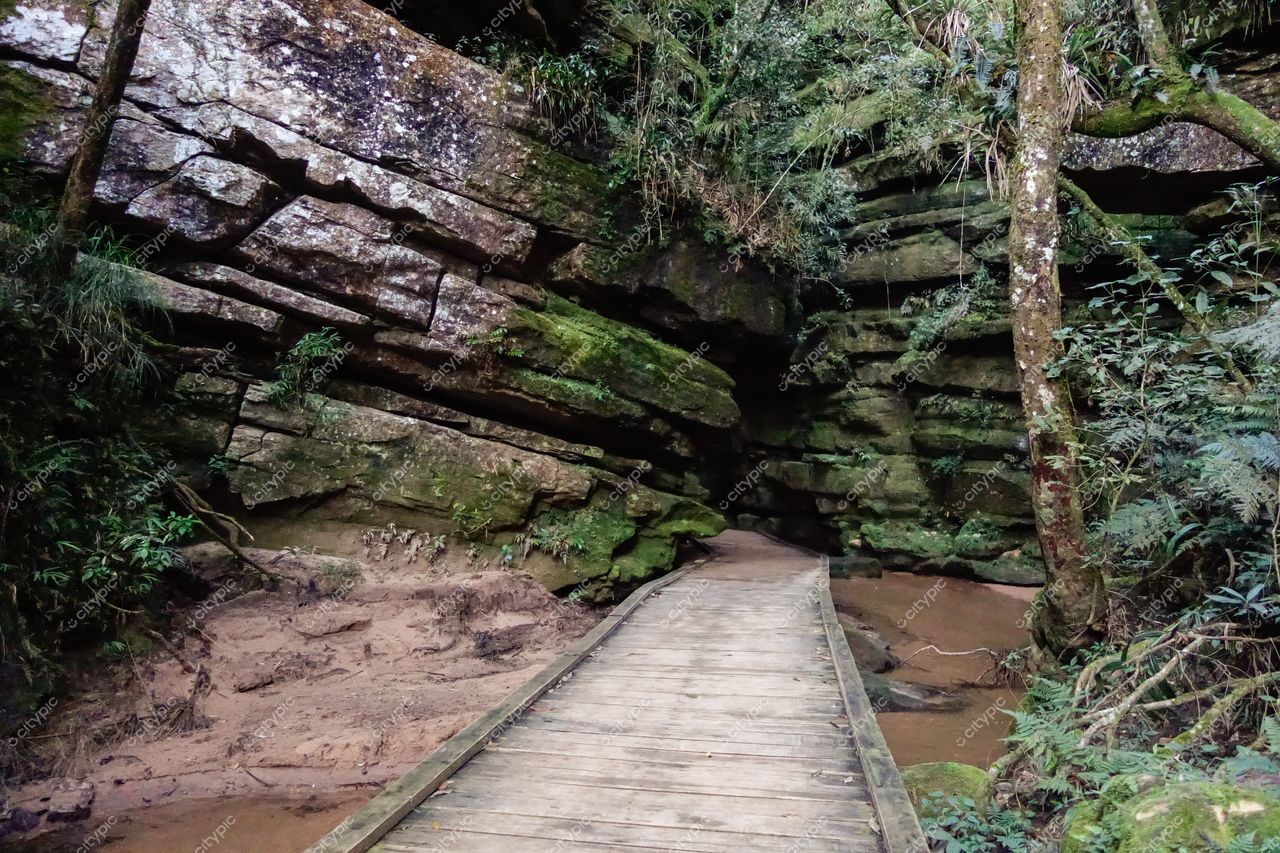 Ponta Grossa, Paraná caminho de madeira entre rochas com vegetação densa em iluminação suave de manhã nublada