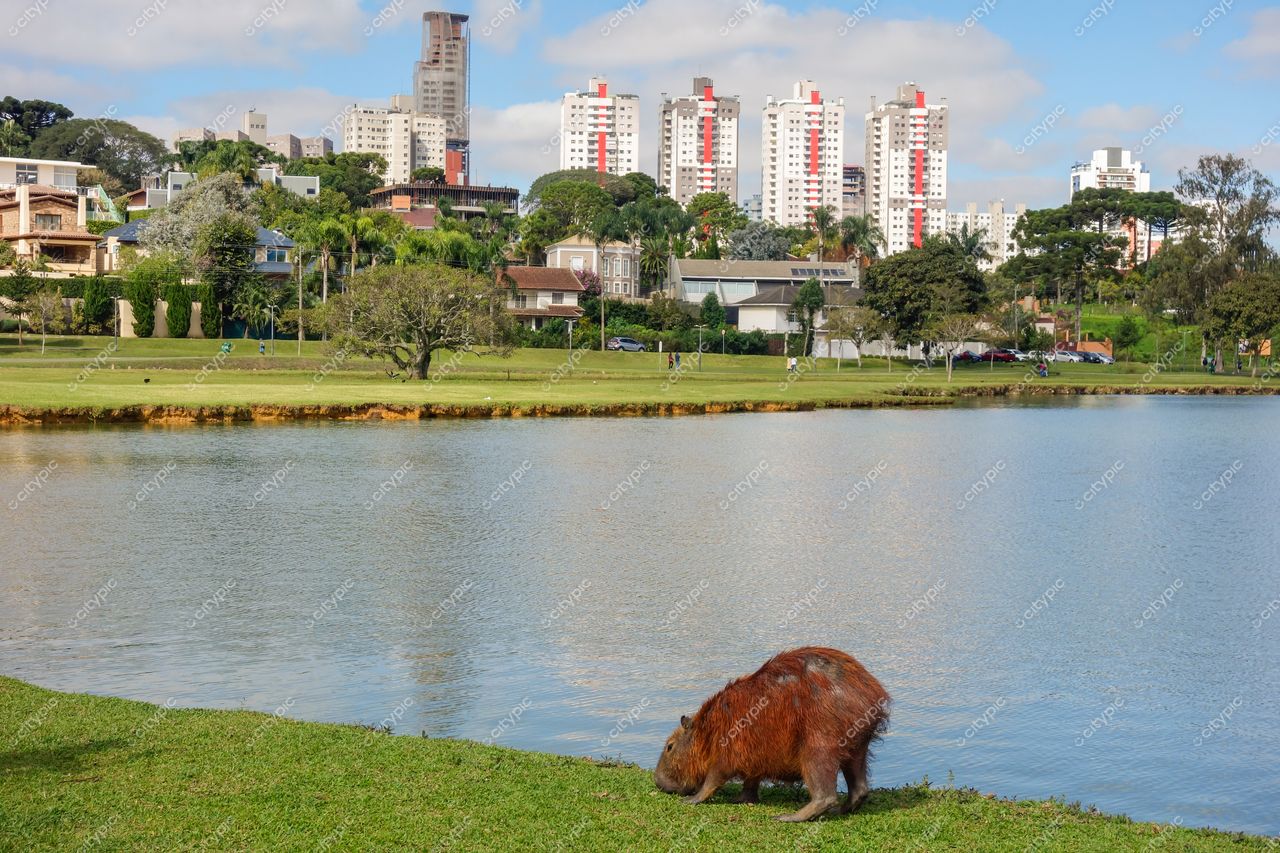 Curitiba, Paraná, lago tranquilo com capivara se alimentando e edifícios residenciais vermelhos ao fundo em dia nublado