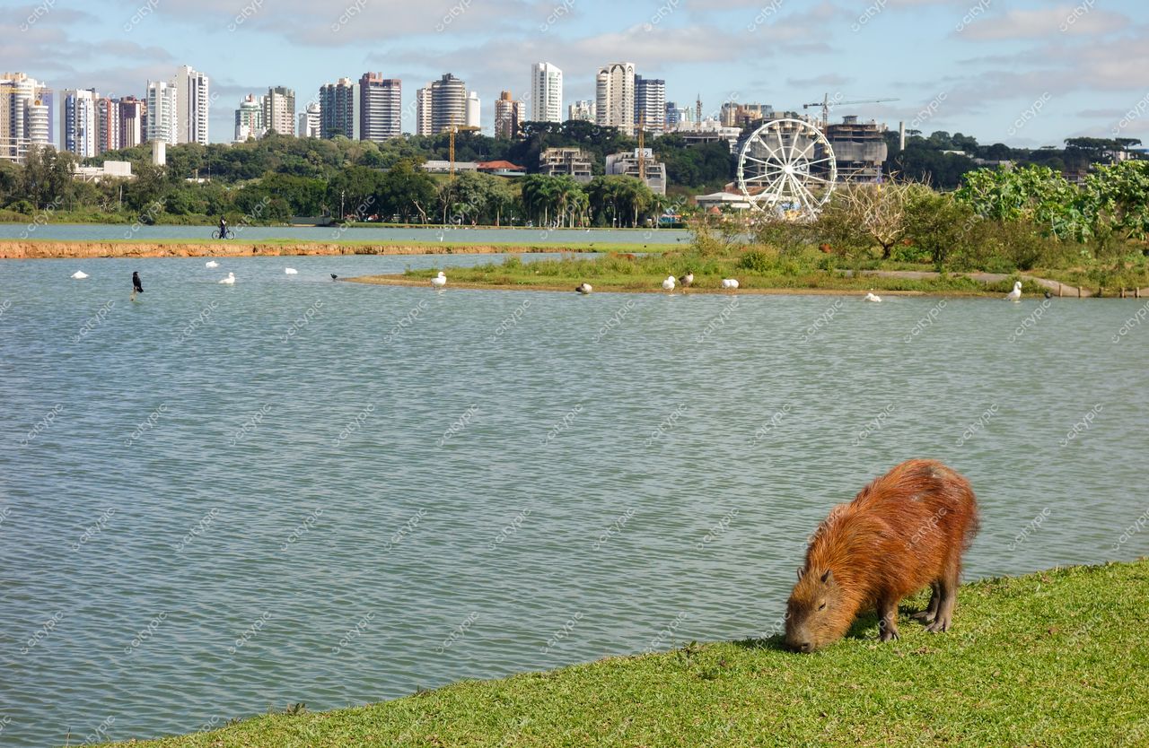Curitiba, Paraná, capivara pastando à beira de lagoa com arranha-céus e roda-gigante ao fundo em dia nublado