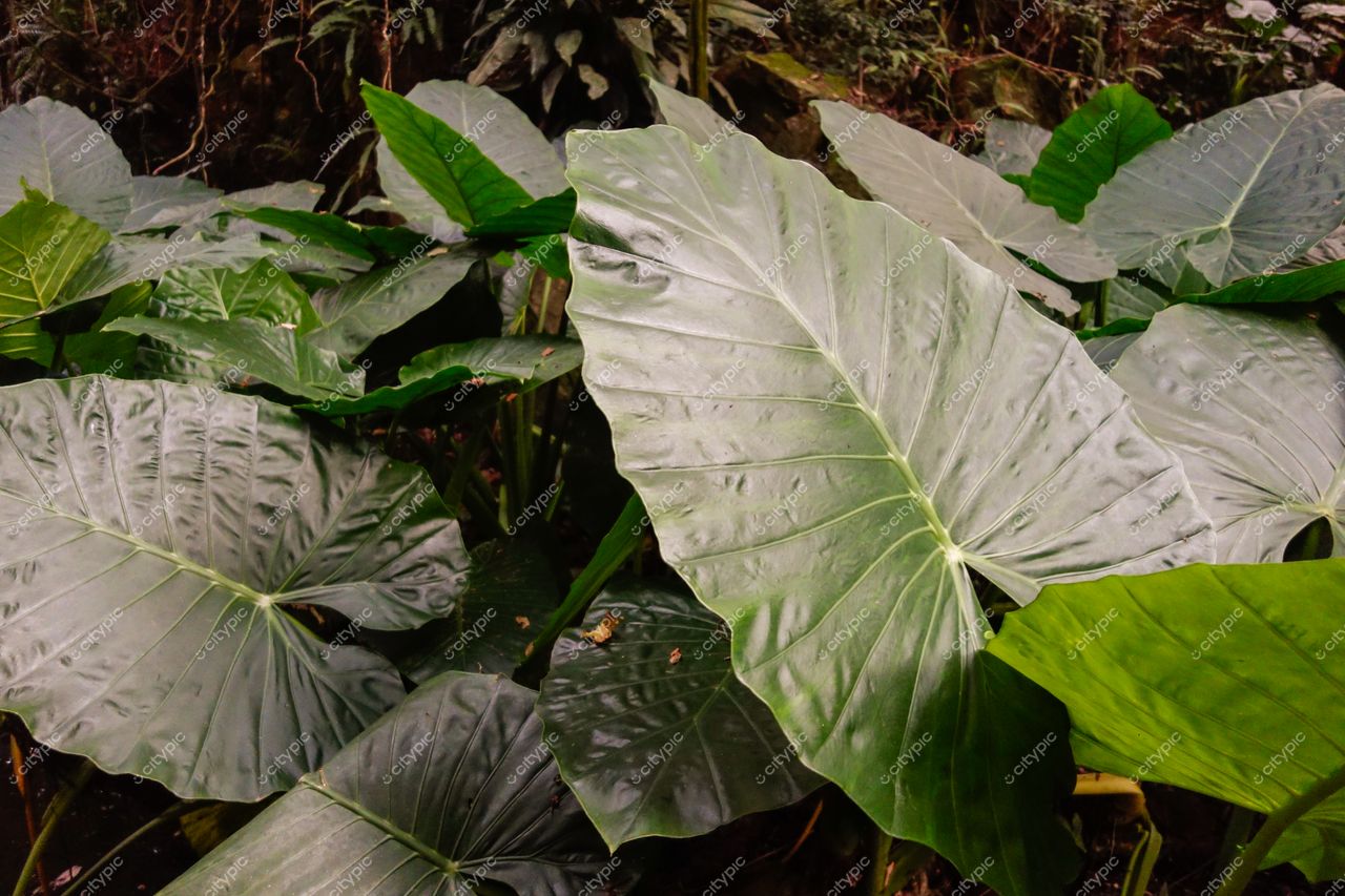 Curitiba, Paraná densa vegetação tropical com grandes folhas verdes e texturas detalhadas em ambiente natural sereno