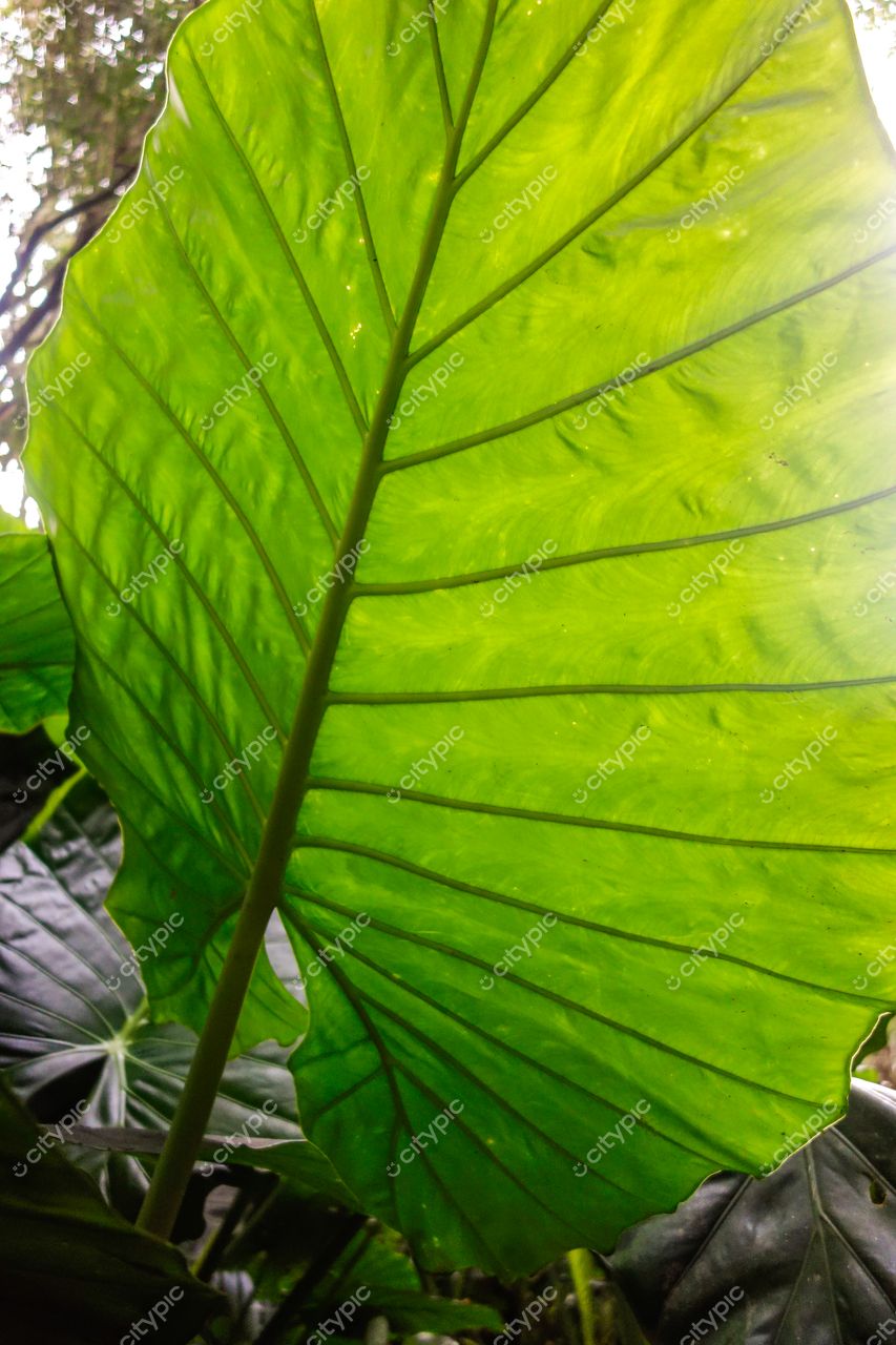 Curitiba, Paraná folha verde iluminada pelo sol com detalhes nas nervuras em meio à vegetação densa e natural