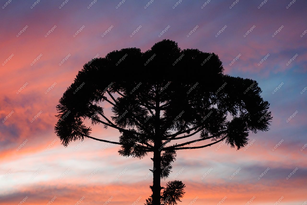 Curitiba, Paraná, silhouette de pinheiro-do-paraná em pôr do sol com céu rosa e azul, composição simétrica e tranquila