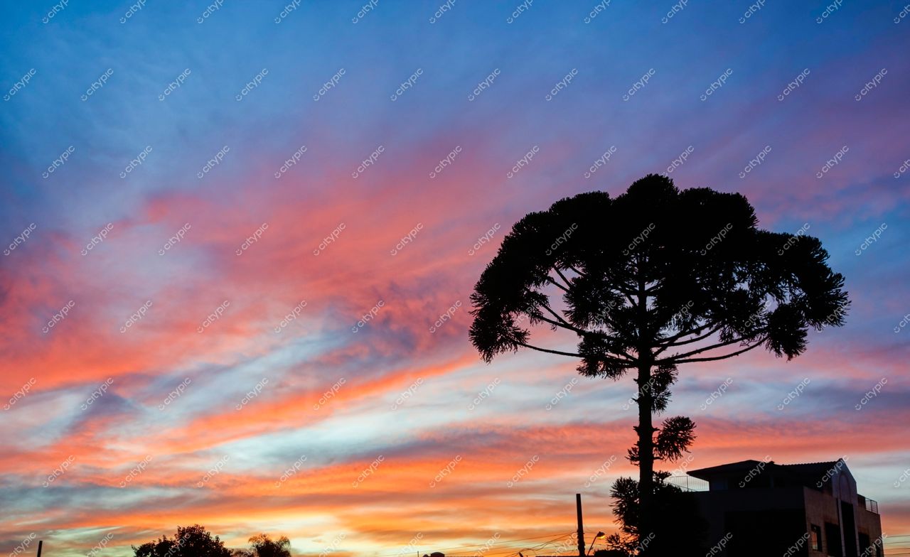 Curitiba, Paraná, pôr do sol vibrante com nuvens coloridas e árvore de araucária em silhueta contra edifício residencial