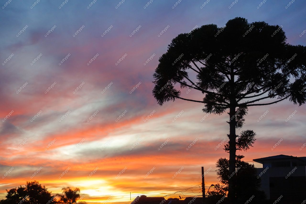 Curitiba, Paraná, pôr do sol com céu vibrante e silhueta de edificações urbanas ao fundo e Araucária em primeiro plano