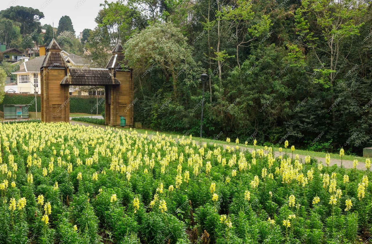 Curitiba, Paraná, jardim com flores amarelas em dia nublado e estrutura de madeira ao fundo em ambiente sereno