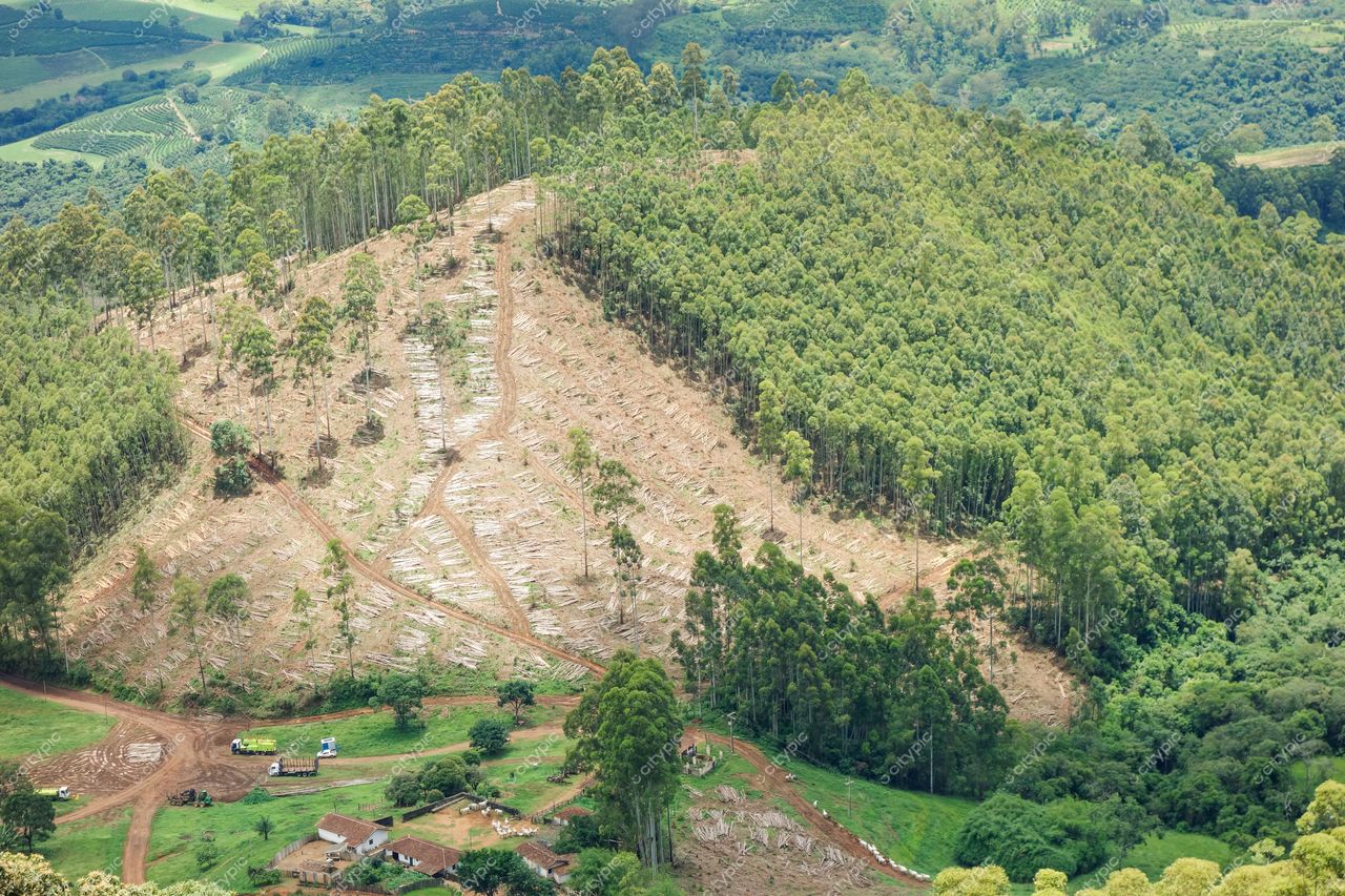 Poços de Caldas, Minas Gerais, área de desmatamento com floresta de eucalipto cortada e estradas sinuosas ao fundo
