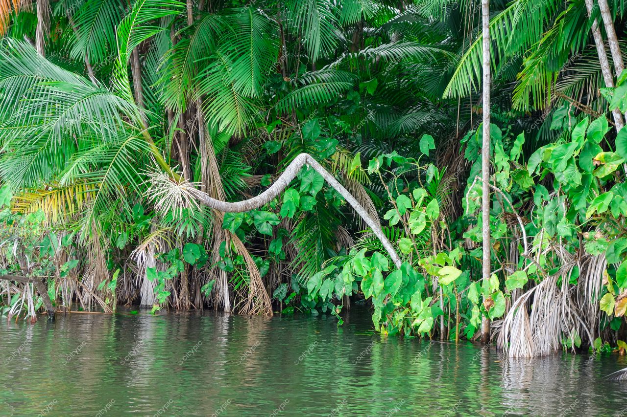 Atins, Maranhão, palmeira curvada sobre água refletiva em meio a densa vegetação tropical e luz suave