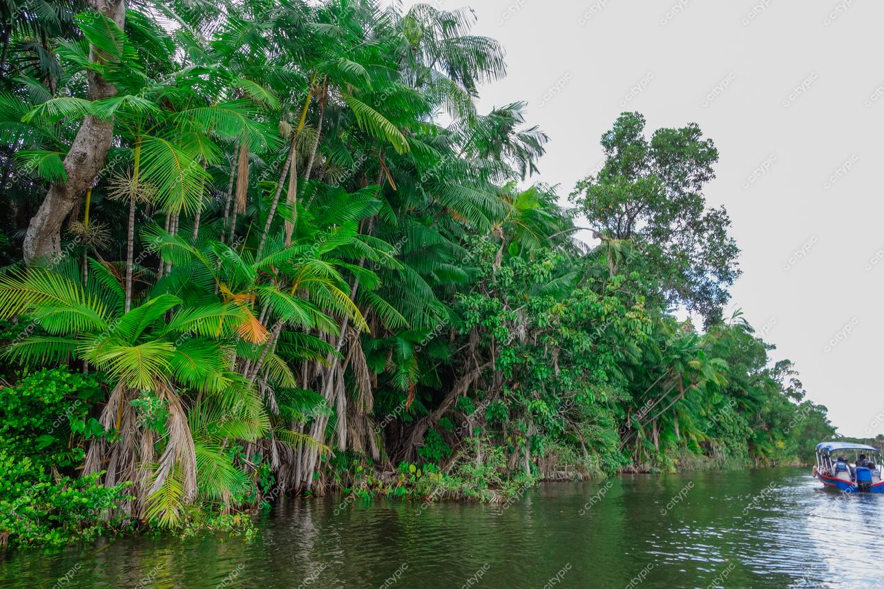 Atins, Maranhão, vegetação tropical densa ao longo de rio calmo com luz difusa do final da tarde e embarcação
