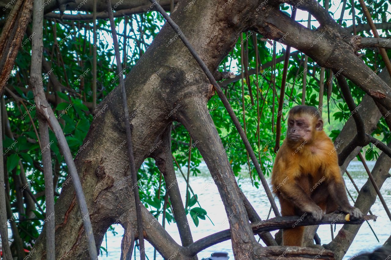 Atins, Maranhão macaco em galho de árvore com vegetação densa e água ao fundo em luz natural diurna