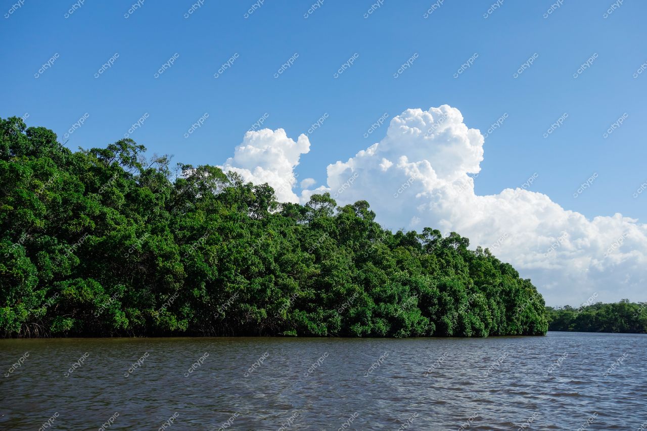 Atins, Maranhão, vegetação densa à margem de rio tranquilo sob céu azul e nuvens brancas em dia ensolarado