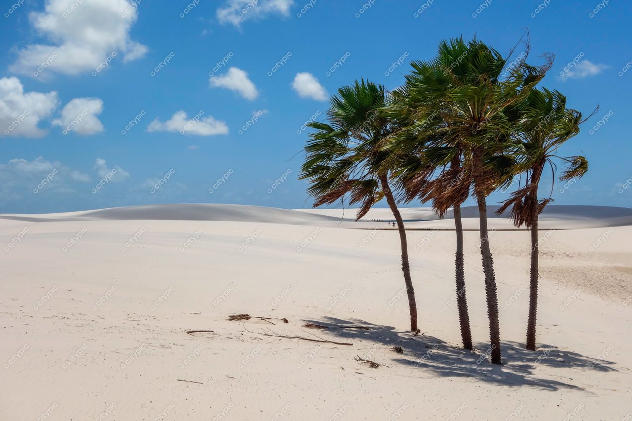 Lençóis Maranhenses, Maranhão com palmeiras verdes em destaque sobre areia branca sob céu azul e nuvens dispersas
