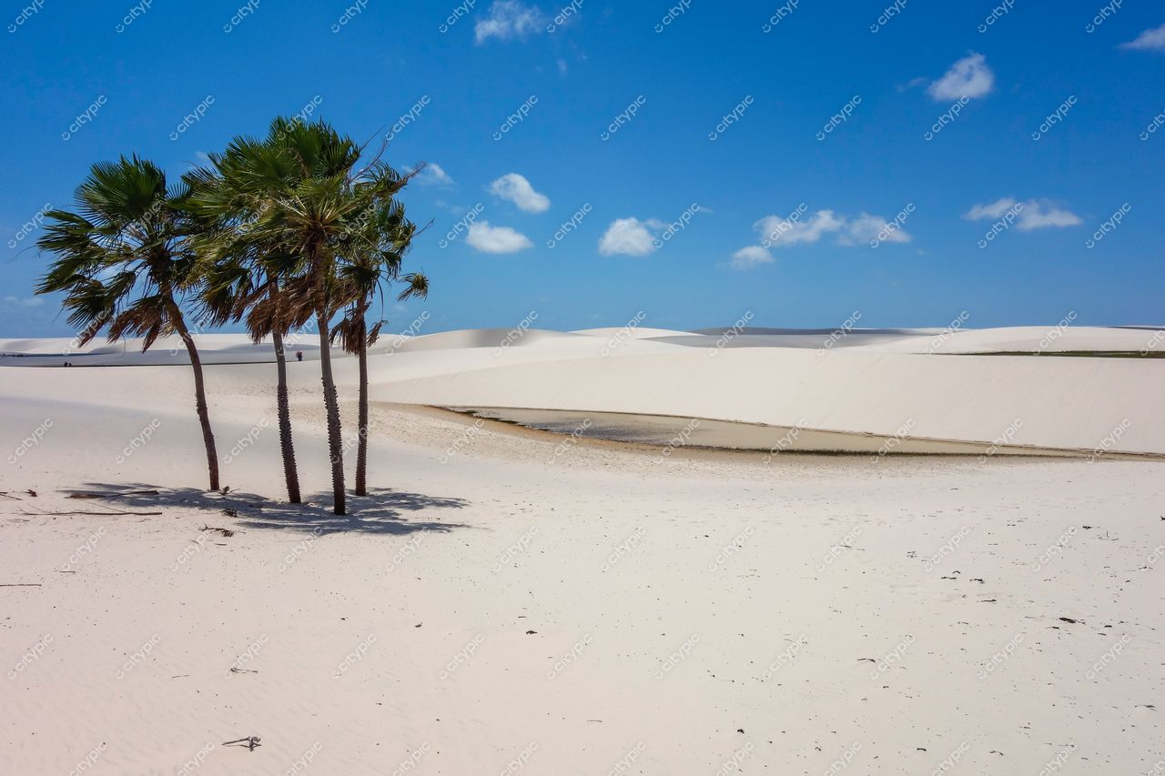 Lençóis Maranhenses, Maranhão, palmeiras em meio a dunas brancas e corpo d’água sob céu azul claro