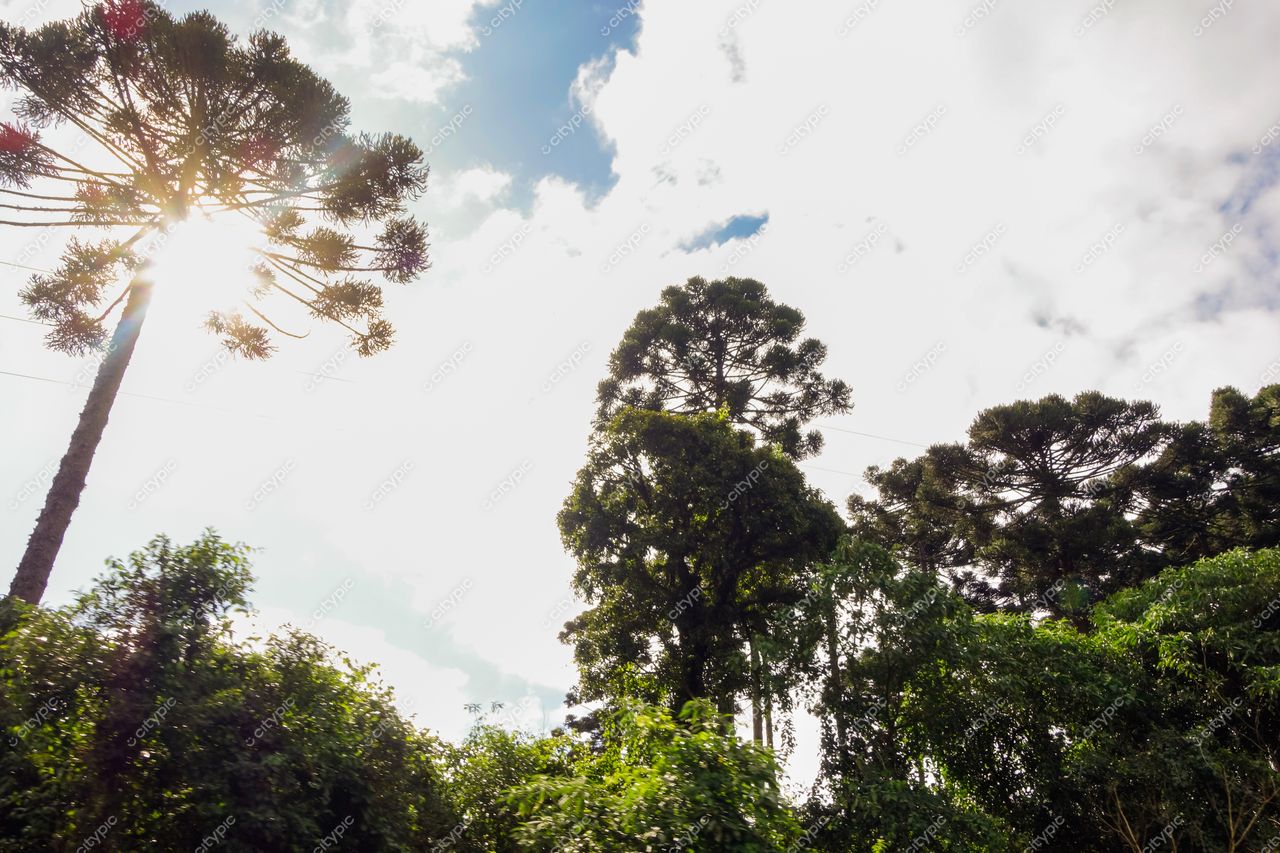 Curitiba, Paraná com pinheiros Araucária sob céu nublado e luz suave destacando a vegetação urbana preservada