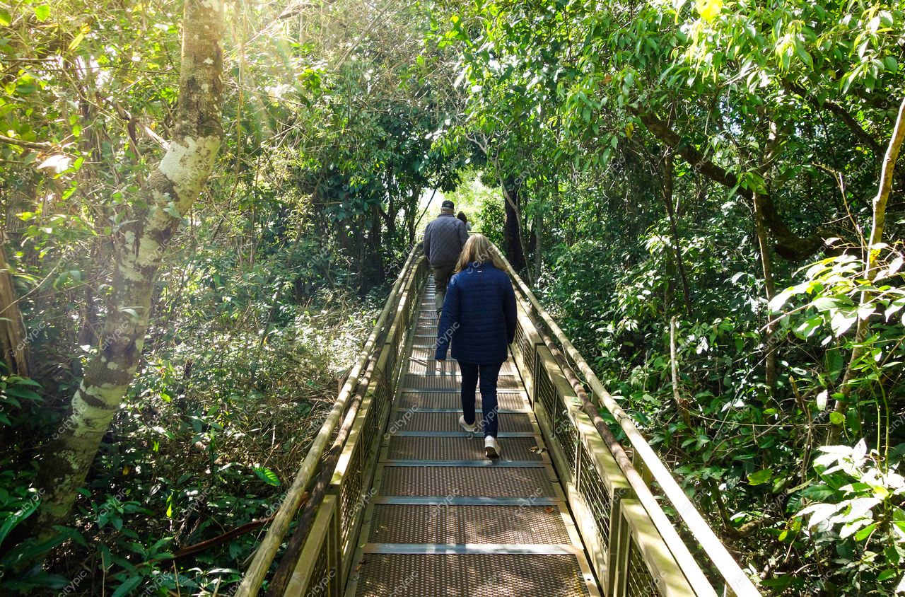 Foz do Iguaçu, Paraná, trilha elevada em meio à Floresta Atlântica com iluminação suave e vegetação densa