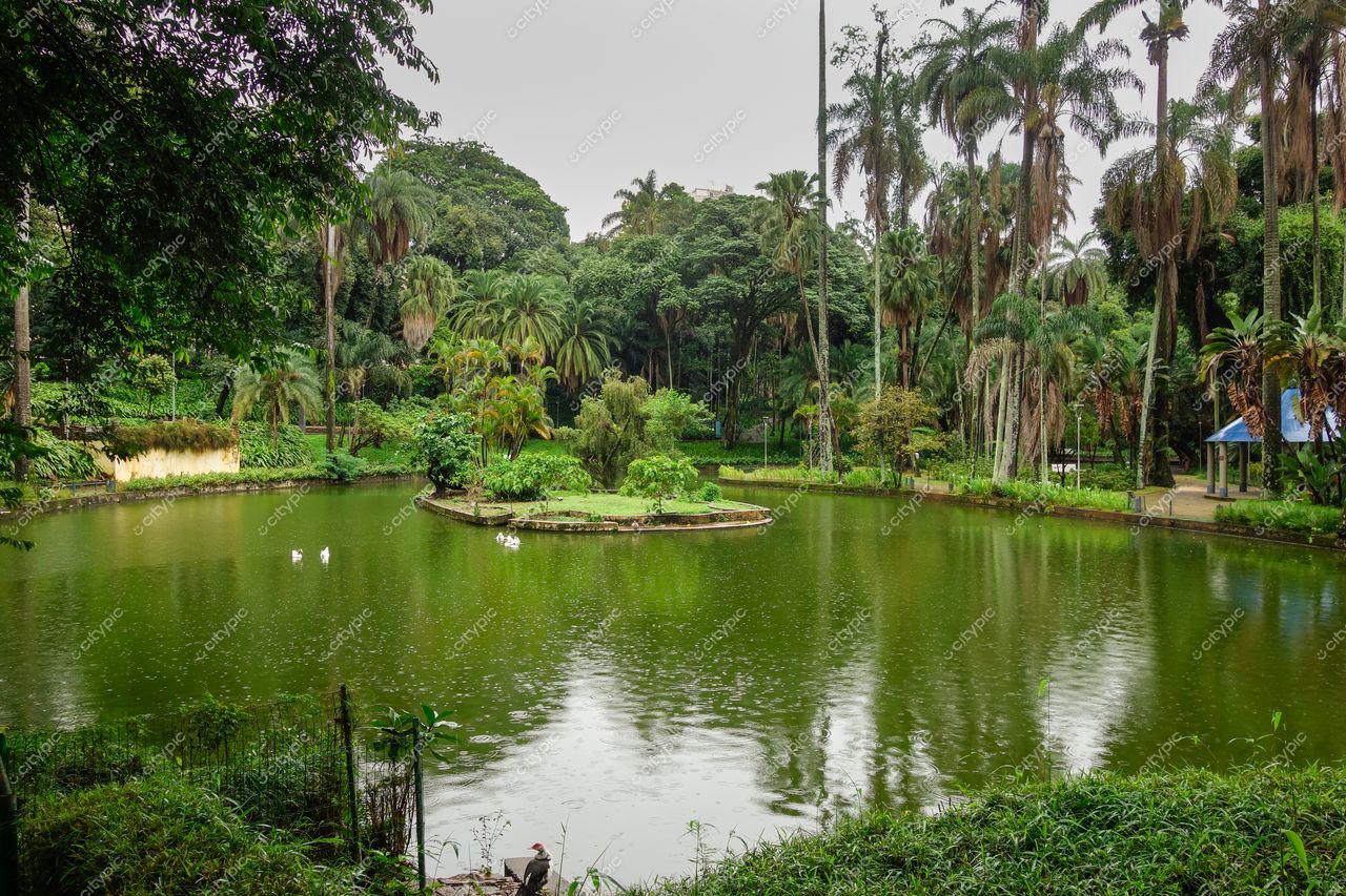 Belo Horizonte, Minas Gerais lago sereno em parque com vegetação abundante e céu nublado, aves nadando tranquilamente