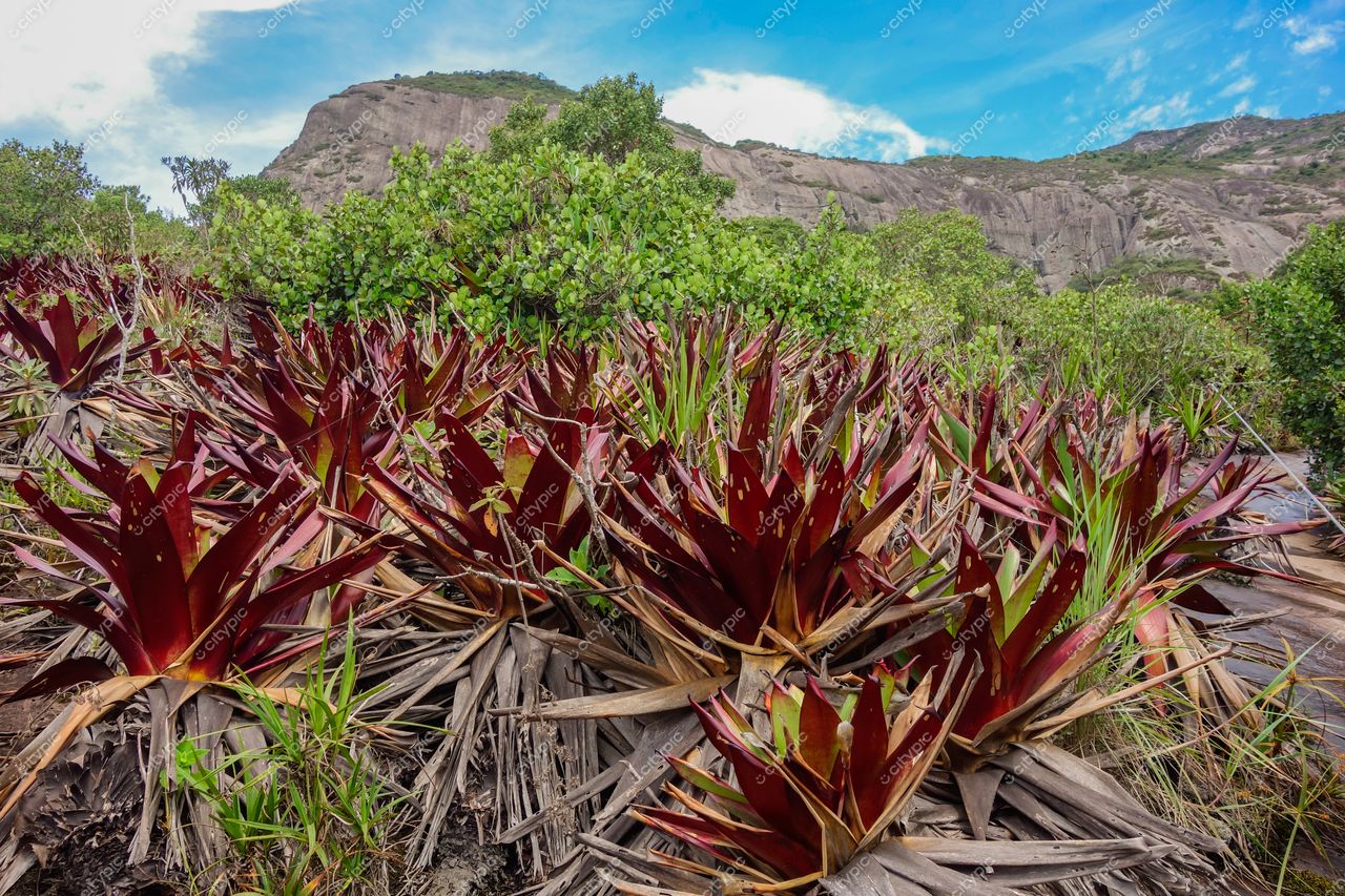 Domingos Martins, Espírito Santo, vegetação tropical com folhas largas vermelhas e verdes sob céu parcialmente nublado e montanhas