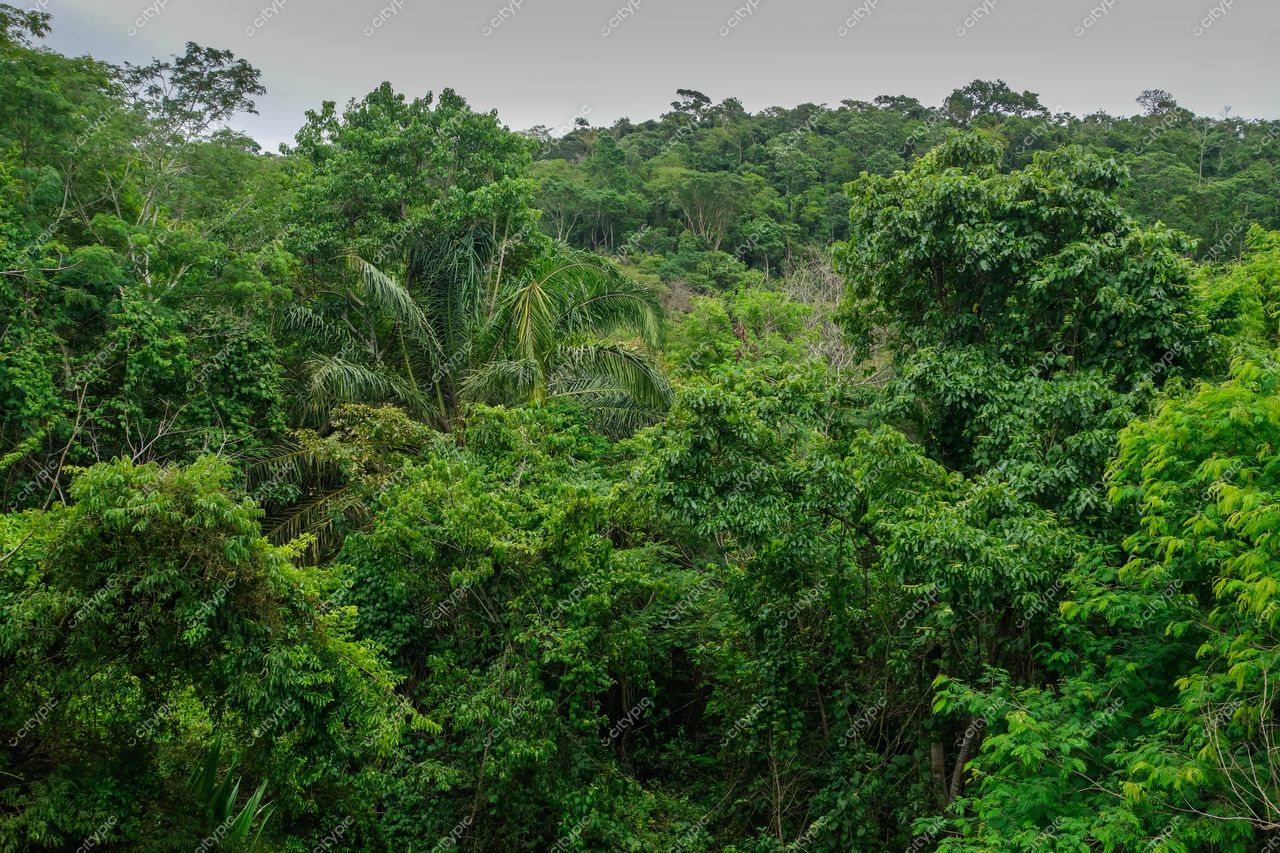 Vitória, Espírito Santo em dia nublado com densa floresta tropical e vegetação exuberante em diversas tonalidades de verde