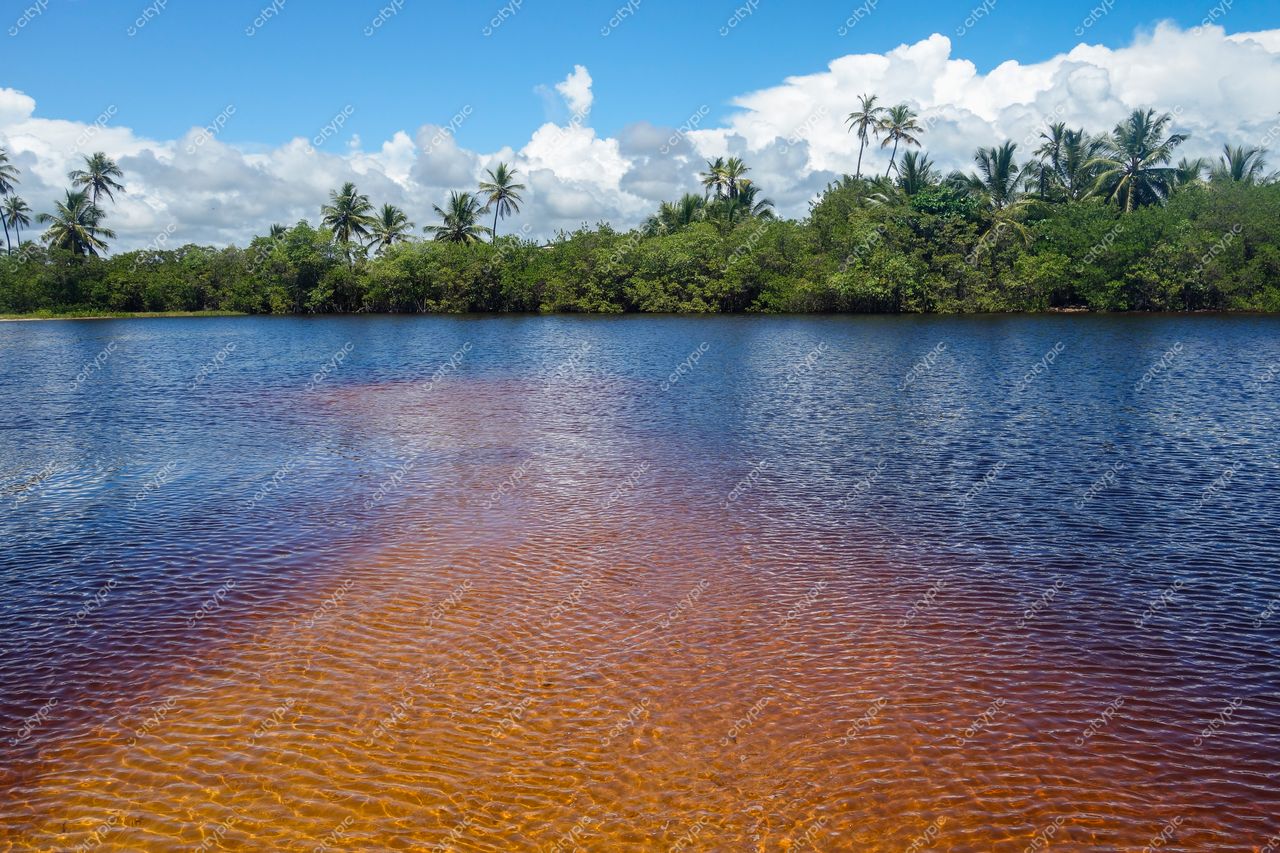 Mata de São João, Bahia, corpo d’água cercado por vegetação abundante e palmeiras sob céu claro e ensolarado