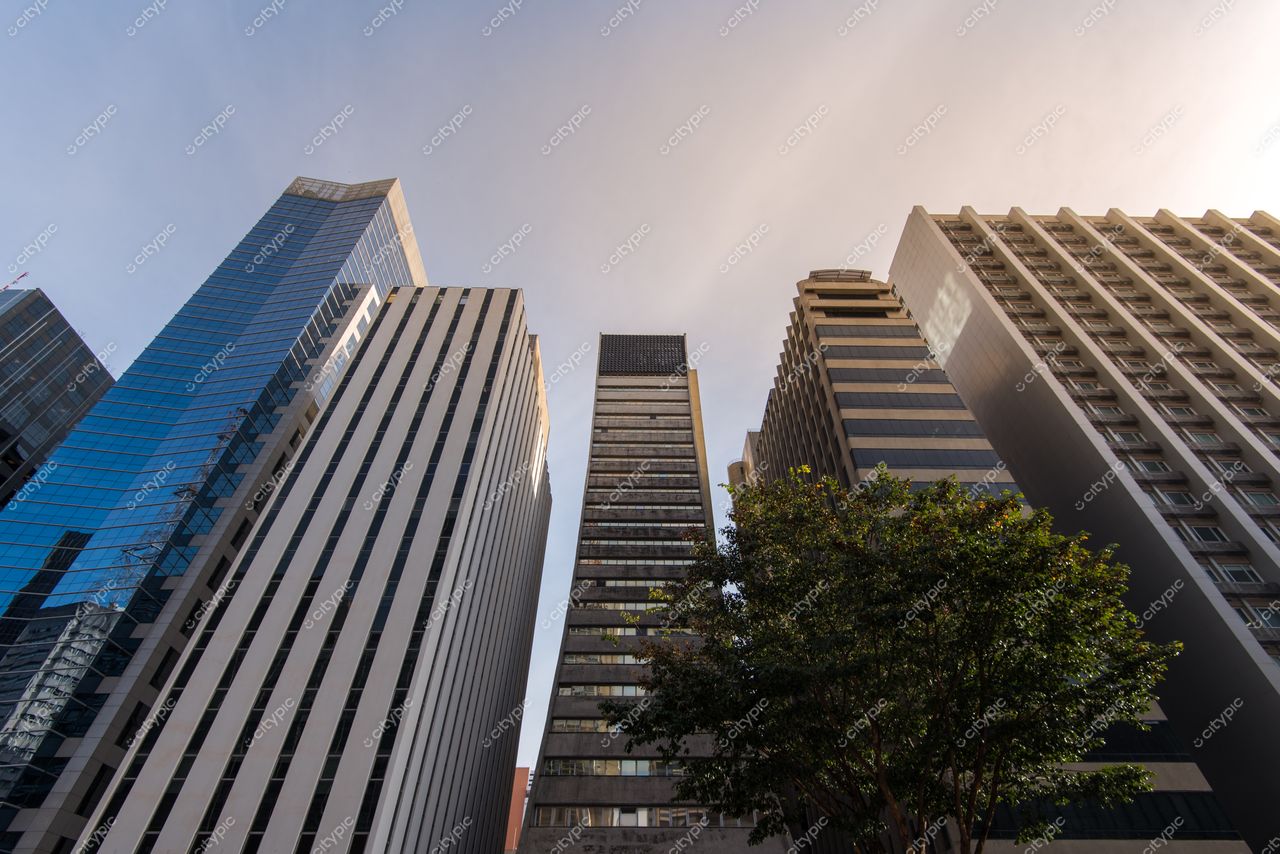 São Paulo, São Paulo, vista de arranha-céus modernos refletindo luz do dia com árvore ao fundo em dia claro