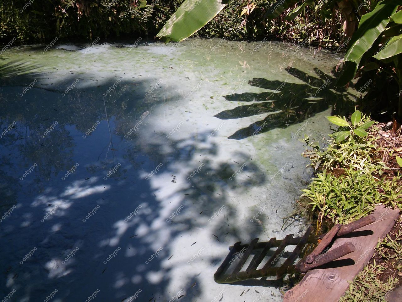 Jalapão, Tocantins, lago com vegetação densa e tronco de madeira sob luz do sol em dia claro