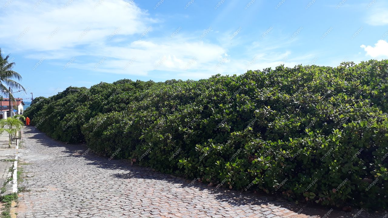 Pirangi do Sul, Rio Grande do Norte, rua de paralelepípedos com vegetação densa e céu azul em dia ensolarado