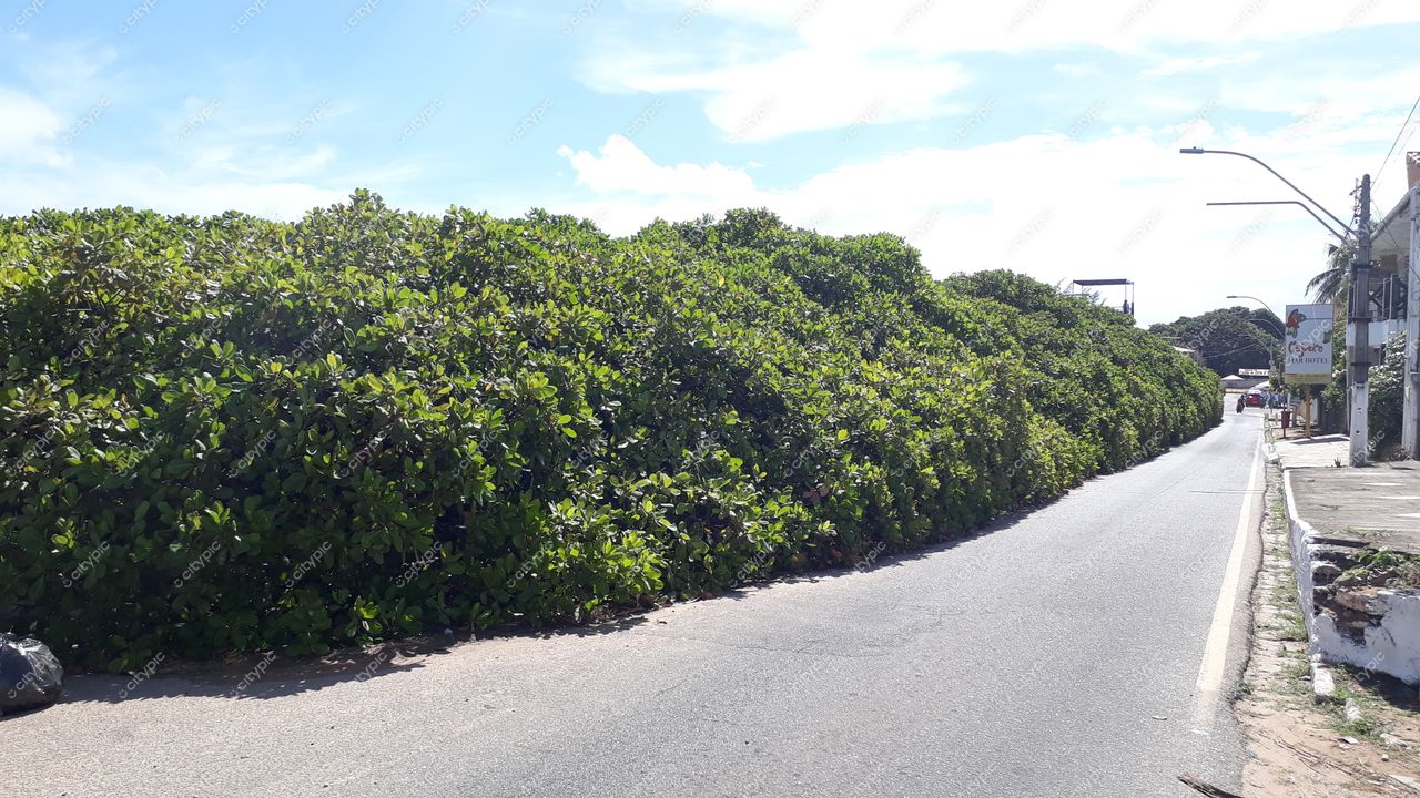 Pirangi do Sul, Rio Grande do Norte, rua com densa vegetação arbustiva e construção à direita em dia ensolarado