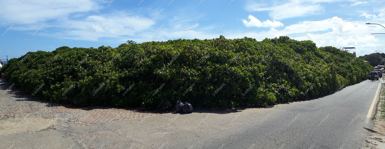 Pirangi do Sul, Rio Grande do Norte vegetação densa ao longo de estrada com céu nublado e ambiente urbano tranquilo