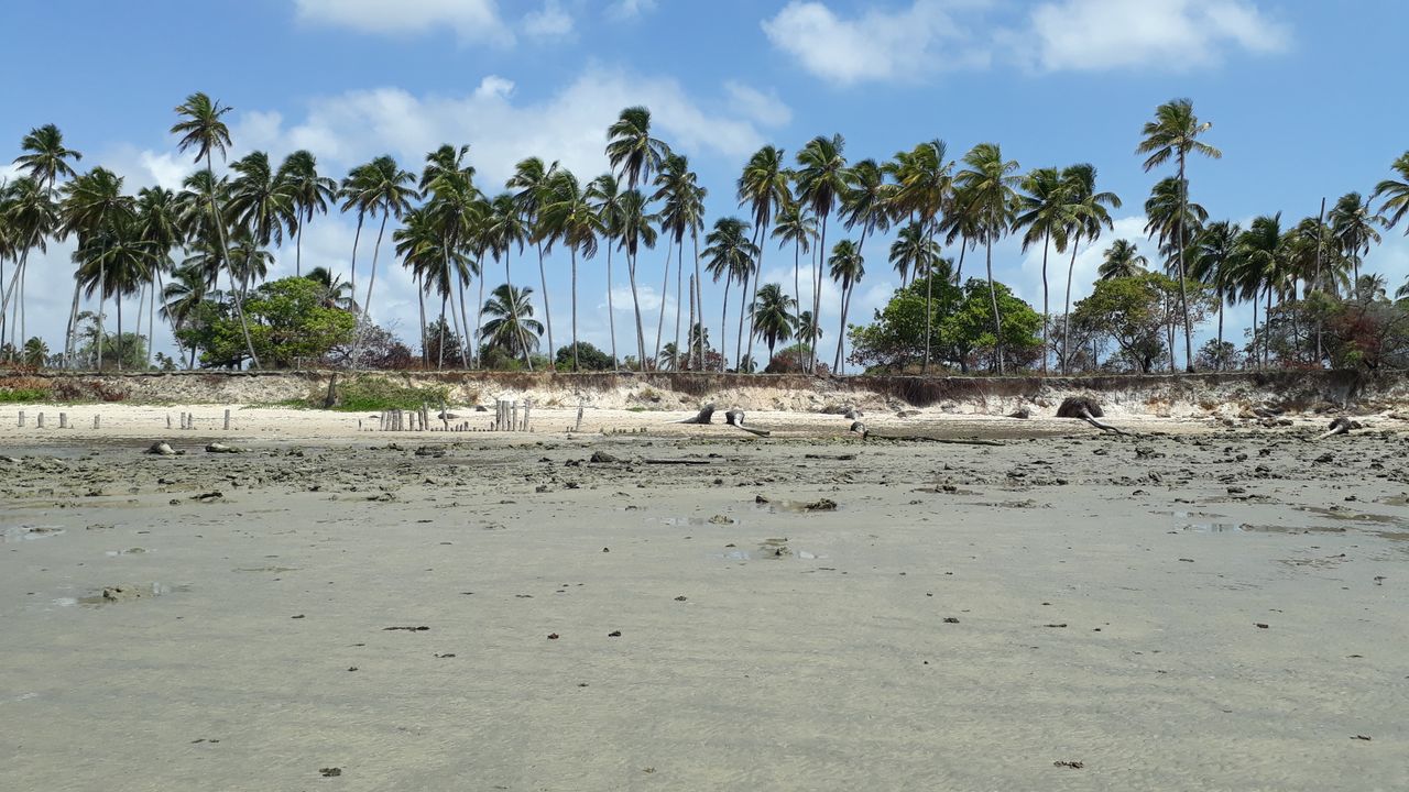 Paripueira, Alagoas, praia com areia clara na maré baixa e palmeiras ao fundo sob céu azul claro
