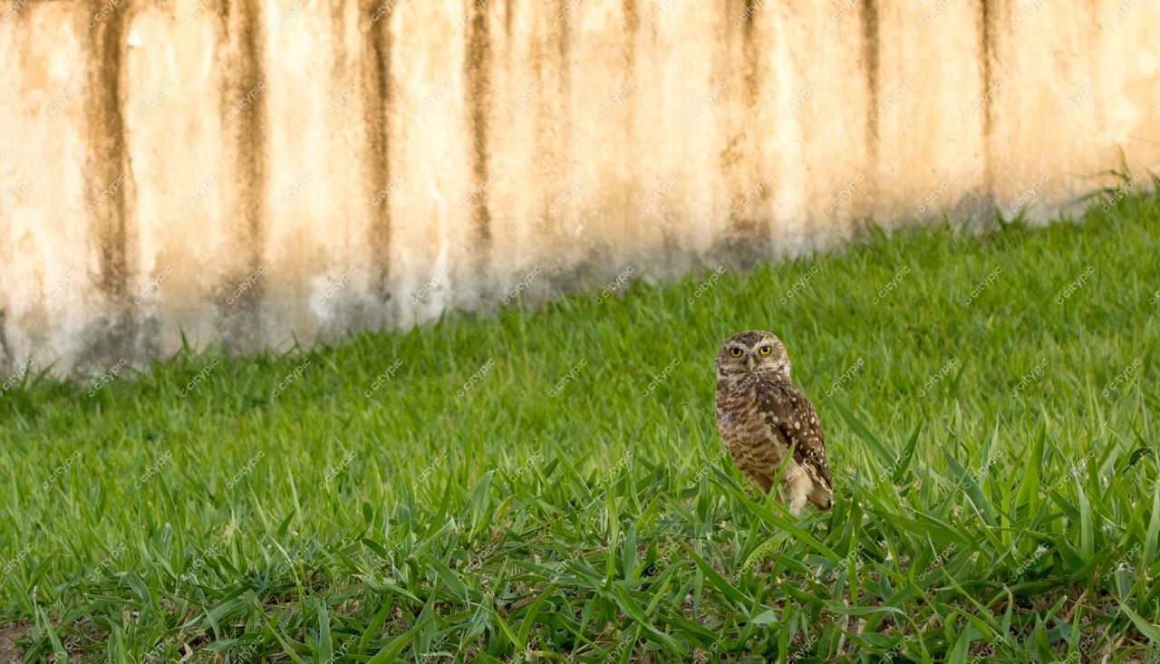 São Paulo, São Paulo, coruja-buraqueira em campo verde com parede de concreto ao fundo e luz suave do fim da tarde