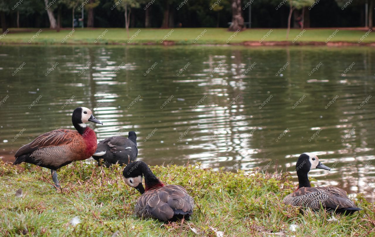 São Paulo, São Paulo, aves aquáticas à beira de lago em parque com vegetação verdejante e iluminação suave
