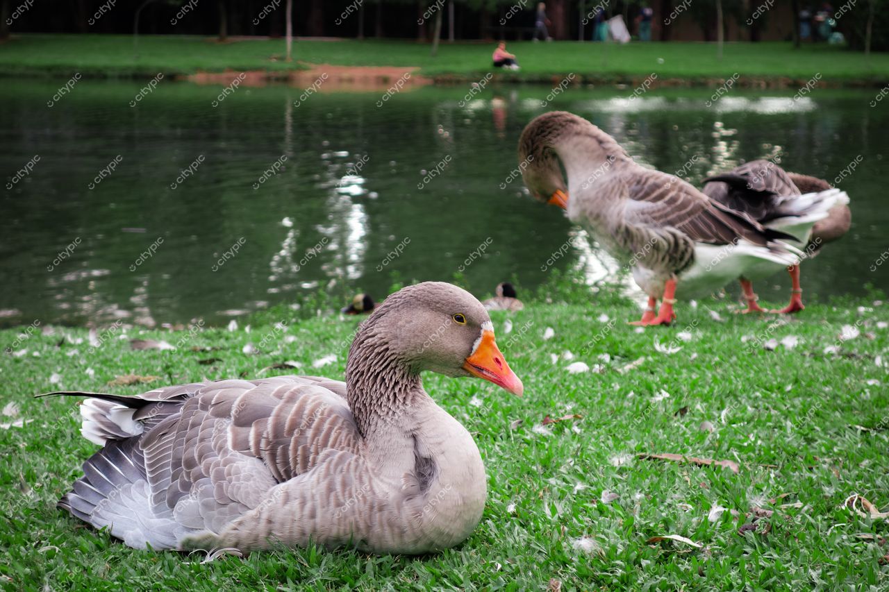 São Paulo, São Paulo, patos descansando em parque arborizado com lago tranquilo e luz suave ao entardecer