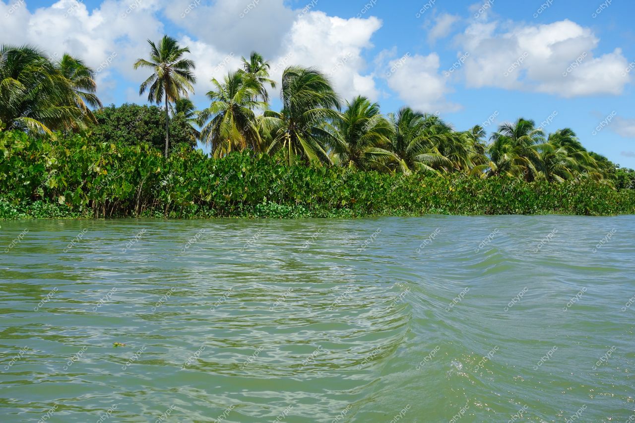 Brejo Grande, Sergipe, corpo d’água calmo cercado por vegetação densa e palmeiras sob céu azul claro