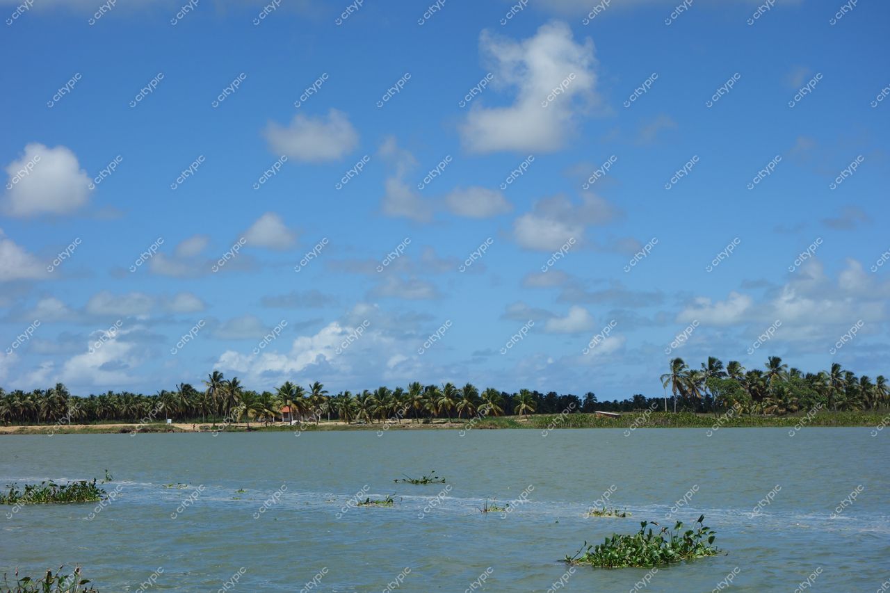 Brejo Grande, Sergipe, corpo d’água calmo com vegetação flutuante e palmeiras sob céu azul e nuvens brancas