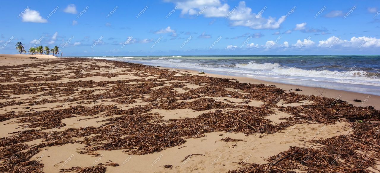 Brejo Grande, Sergipe, praia com areia clara coberta por algas secas e mar esverdeado sob céu azul com nuvens
