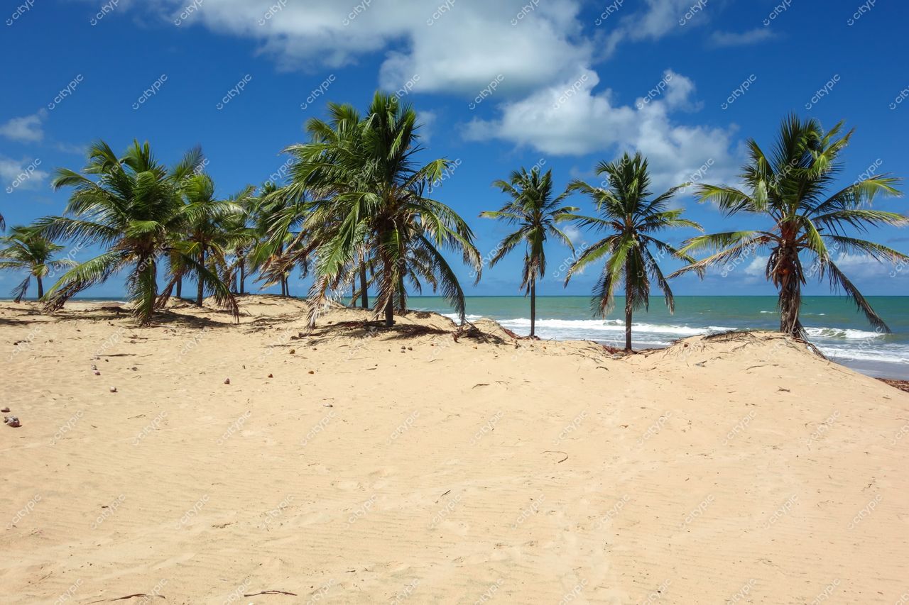 Brejo Grande, Sergipe, praia com vasto arenal e palmeiras altas sob céu limpo em dia ensolarado
