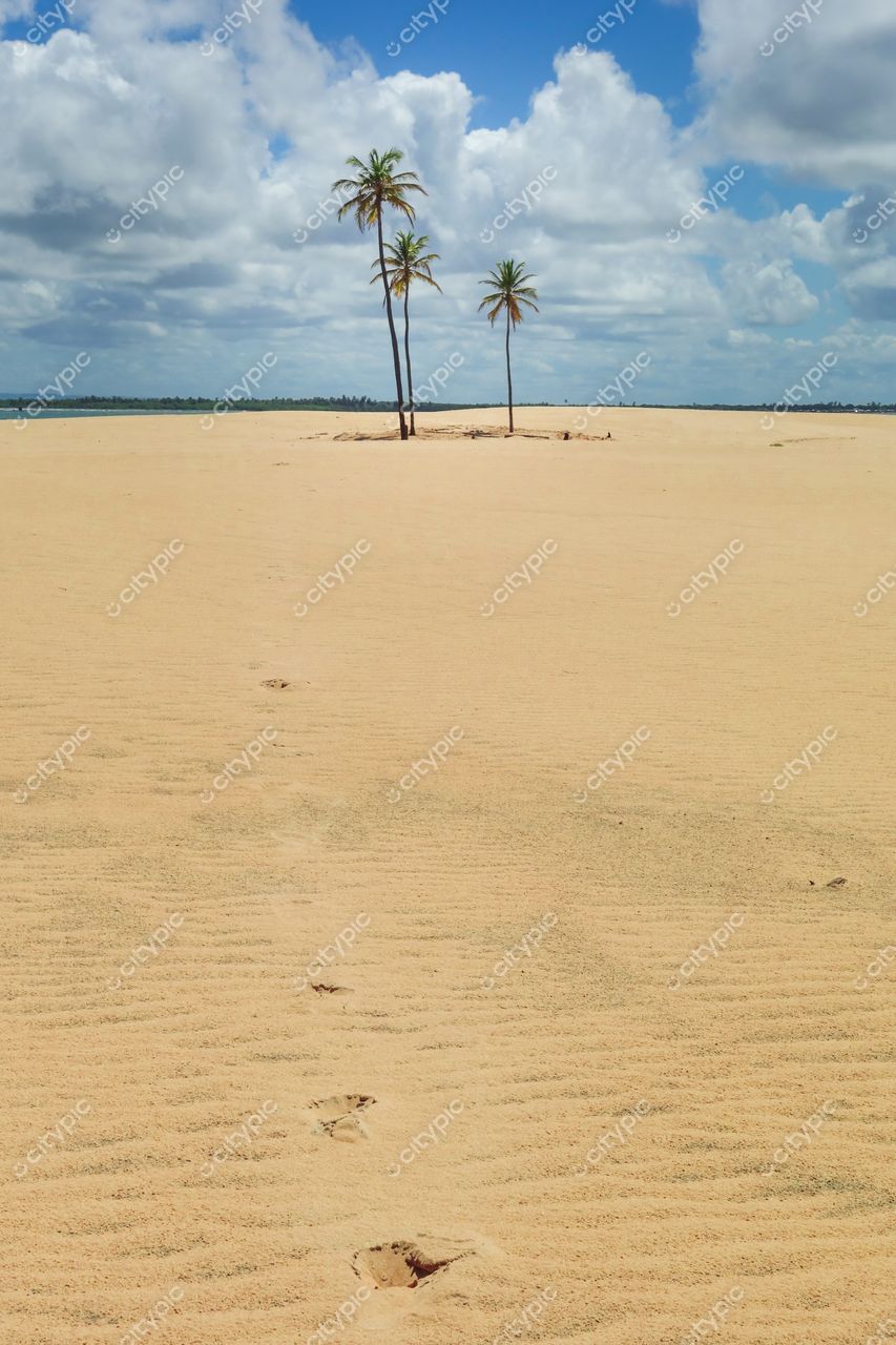 Brejo Grande, Sergipe com coqueiros isolados em areia clara e pegadas humanas sob céu parcialmente nublado