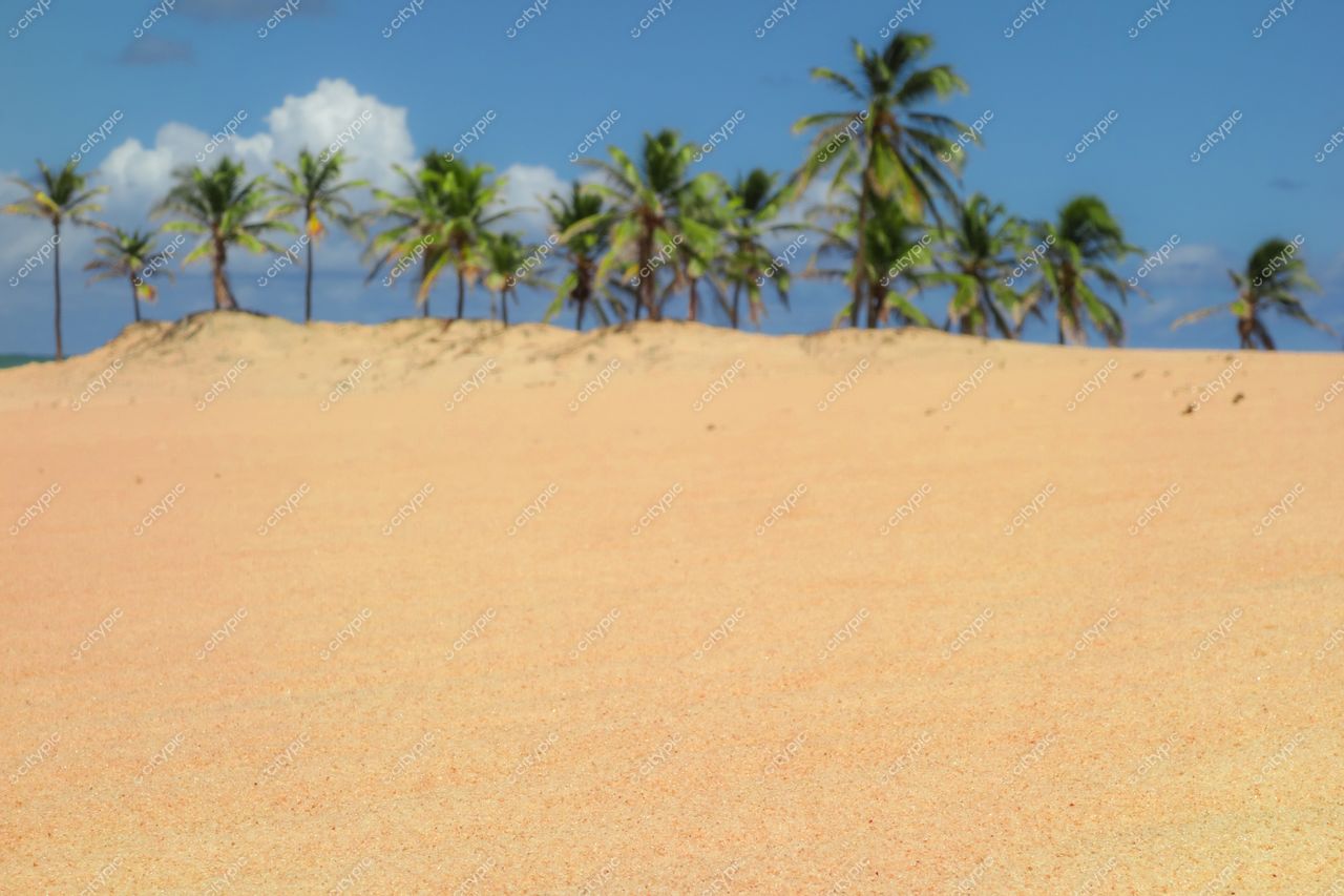 Brejo Grande, Sergipe, campo de areia clara com palmeiras tropicais e céu azul em dia ensolarado