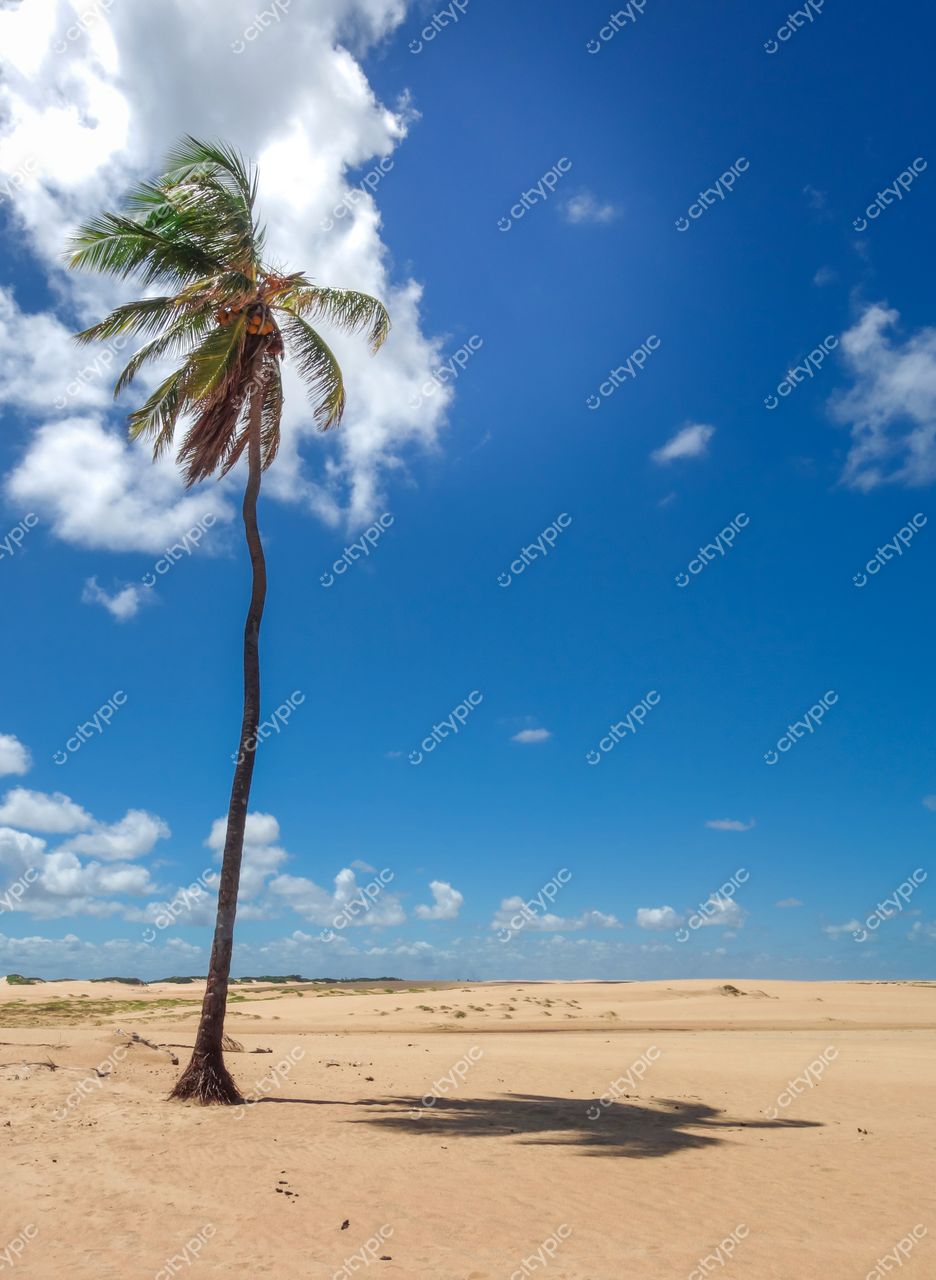 Brejo Grande, Sergipe palmeira isolada em área de areia com céu azul e nuvens brancas em dia ensolarado
