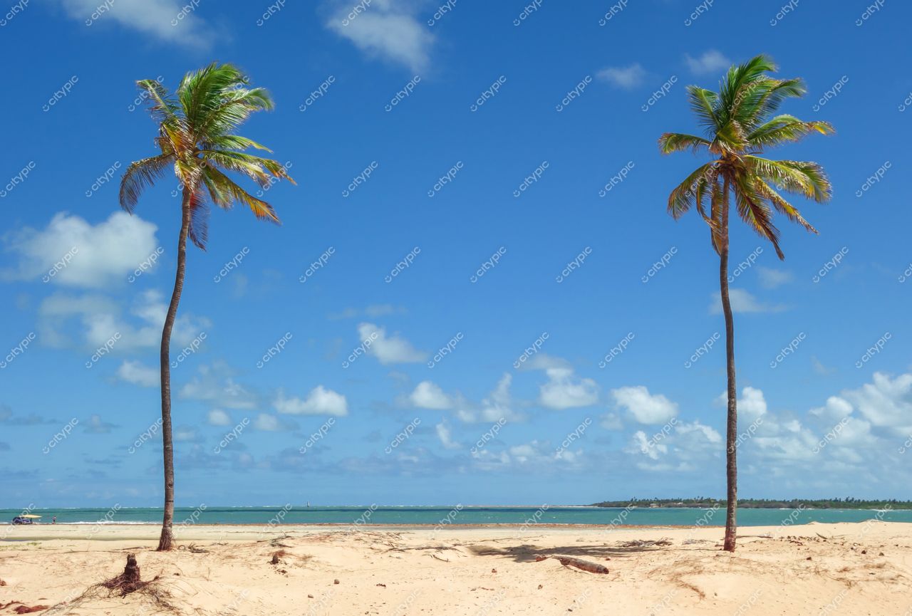 Brejo Grande, Sergipe com palmeiras altas em primeiro plano e céu azul claro em dia ensolarado na praia