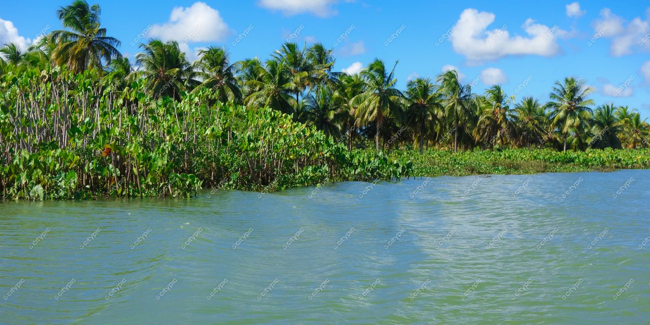 Brejo Grande, Sergipe com densa vegetação à beira de águas calmas sob céu azul e nuvens brancas