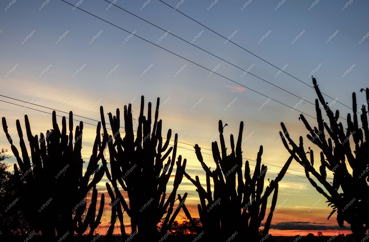 Canindé de São Francisco, Sergipe, pôr do sol com silhuetas de cactos e fios elétricos em primeiro plano