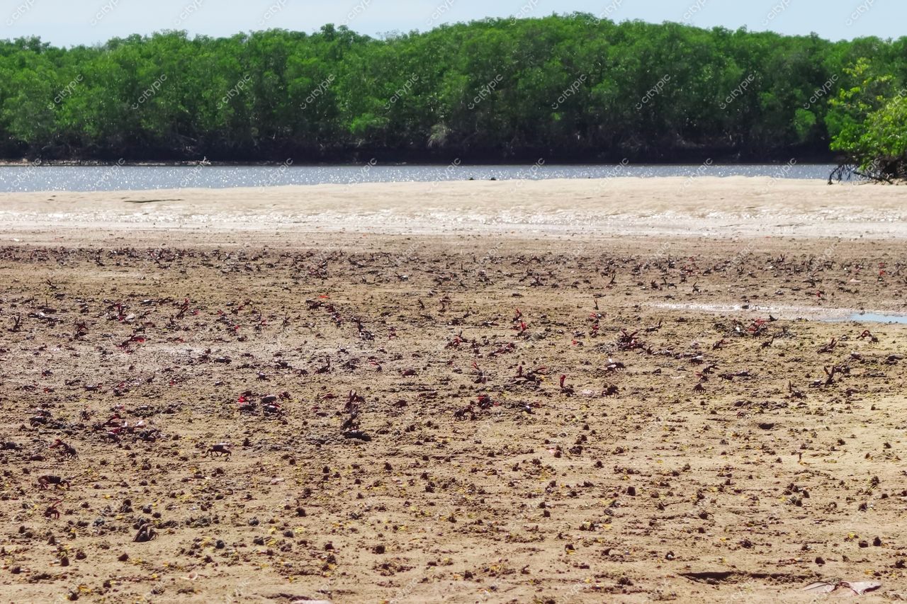 Aracaju, Sergipe área de manguezal com caranguejos e vegetação rasteira sob luz do sol em dia claro