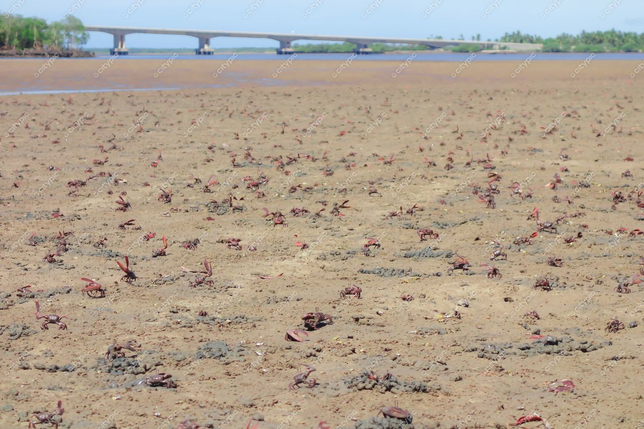 Aracaju, Sergipe, mangue com caranguejos vermelhos e ponte ao fundo em dia ensolarado e céu claro