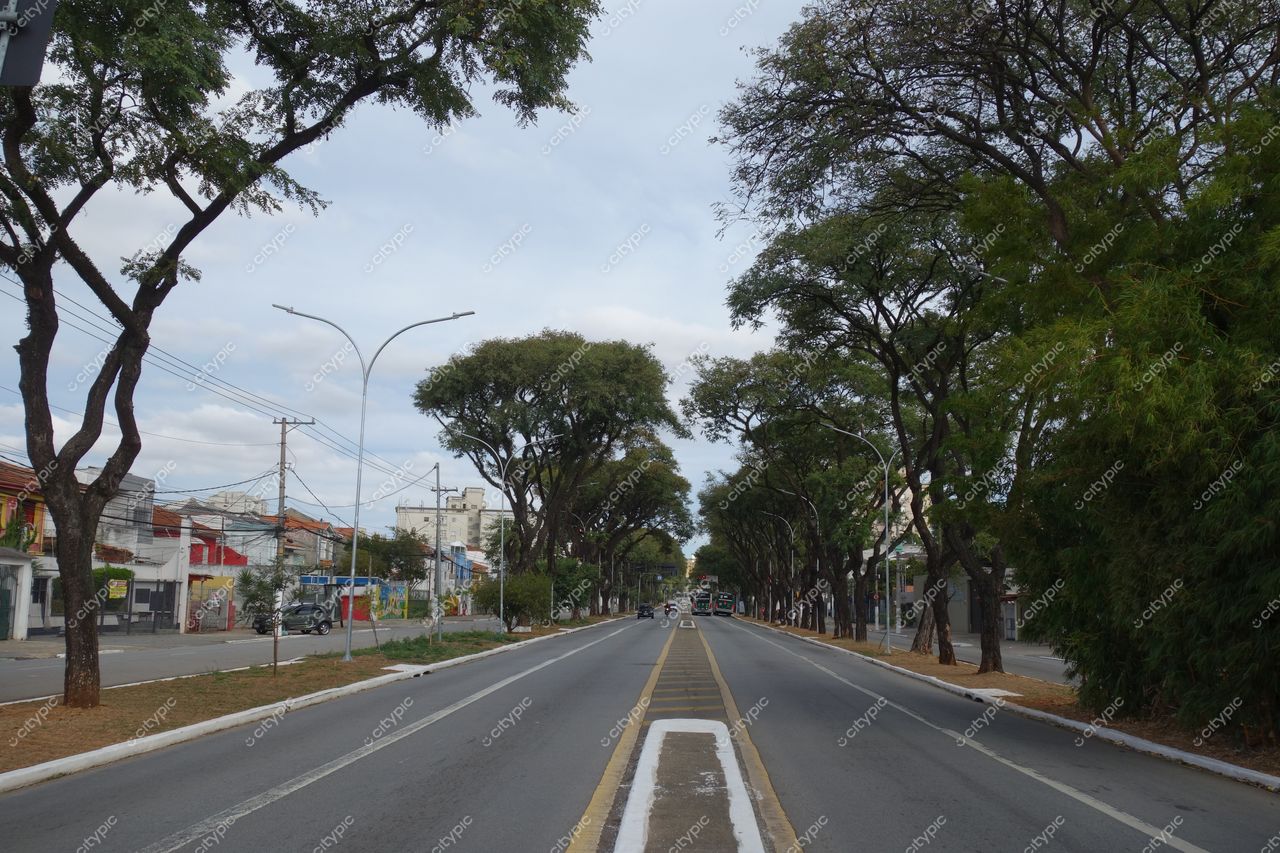 São Paulo, São Paulo, rua tranquila com canopy verde de árvores e edificações coloridas ao fundo em dia nublado