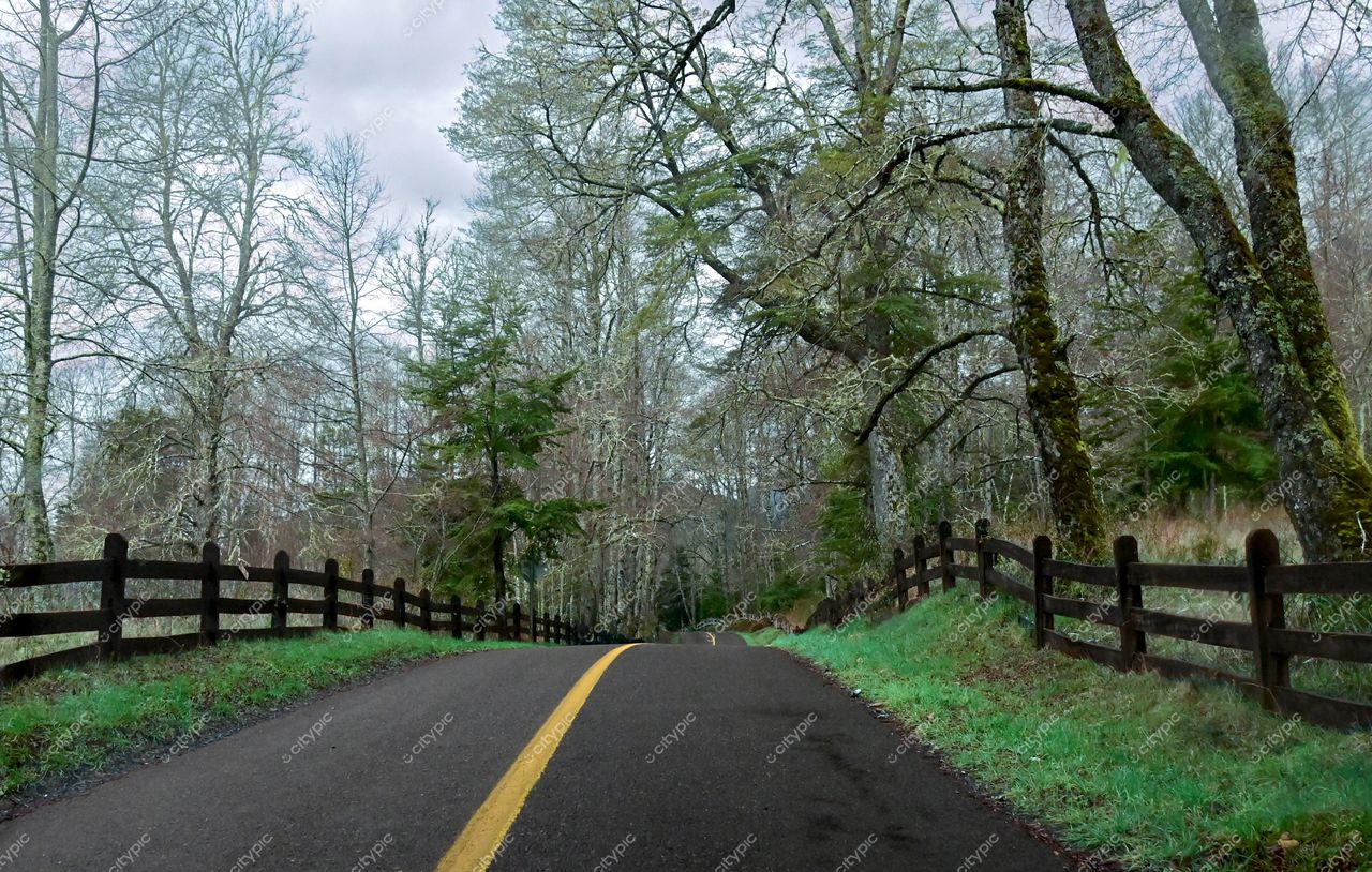 Estrada curvada em ambiente rural com árvores sem folhas e céu nublado, transmitindo tranquilidade no outono