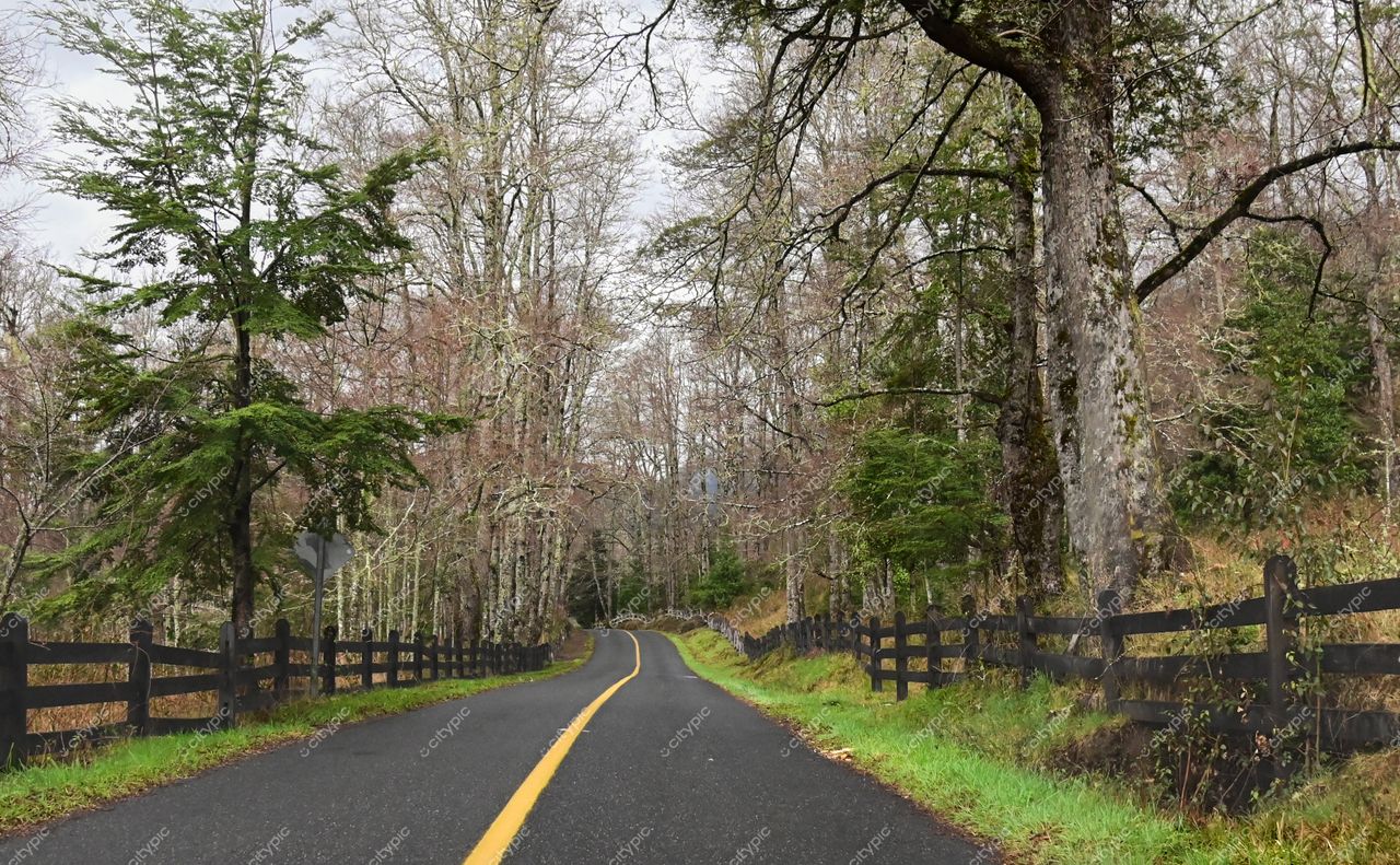 Estrada sinuosa em meio a floresta com cercado de madeira e vegetação verde e marrom após chuva recente