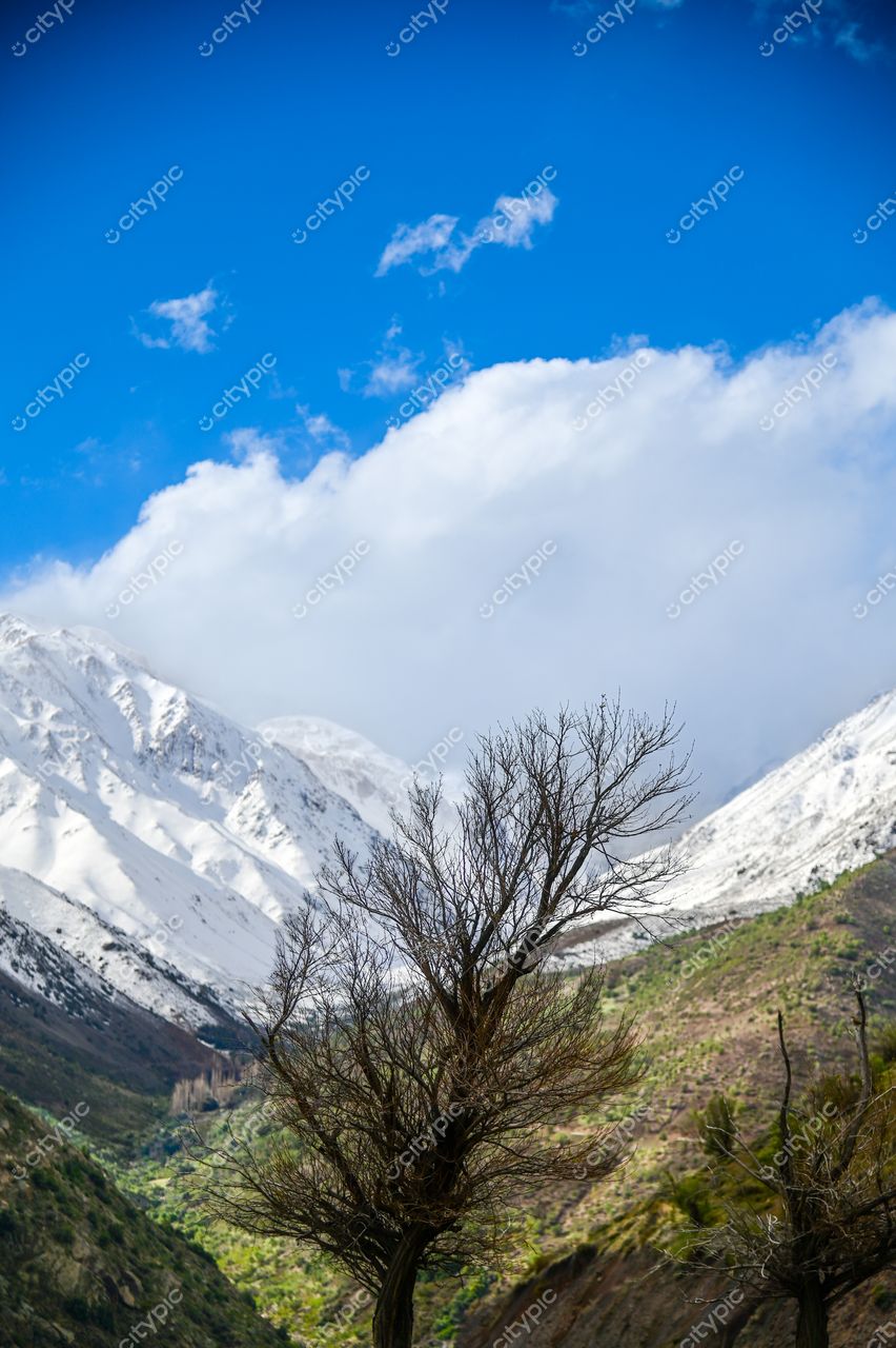 Paisagem montanhosa com picos nevados e céu azul, destacando árvore sem folhas em vale verdejante