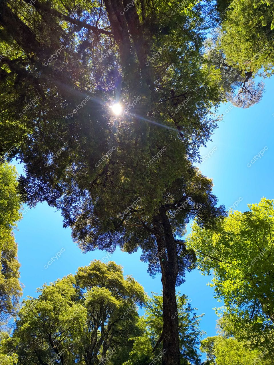 Floresta densa com altas árvores sob céu azul, luz do sol filtrando entre as folhas verdes vibrantes