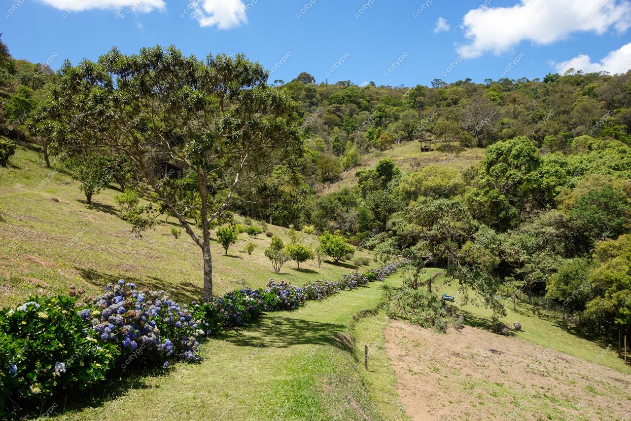 Cunha, São Paulo, caminho florido em paisagem rural com colinas verdes e céu claro em dia ensolarado